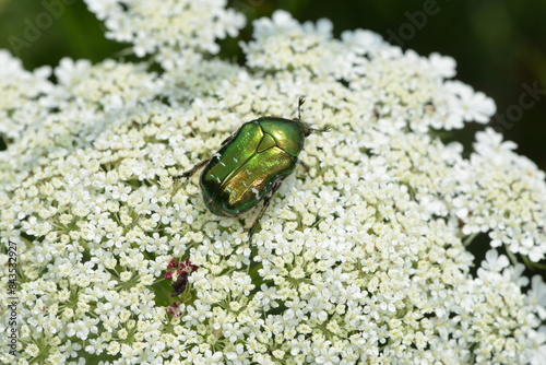 Goldglänzende Rosenkäfer, Cetonia aurata photo