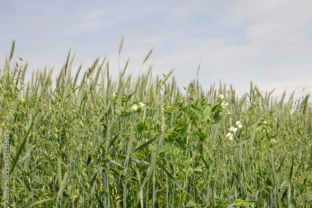 Triticale-, Erbsengemenge, Leguminosengemenge Menggetreide, Feld, Feldausschnitt Triticale-, Erbsengemenge, Leguminosengemenge Menggetreide, Feld, Feldausschnitt