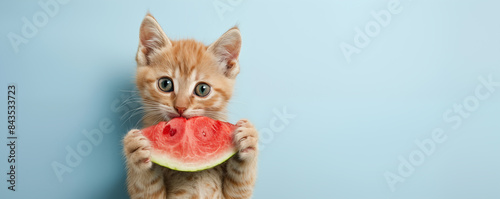 The kitten eats a watermelon. Copy space.
