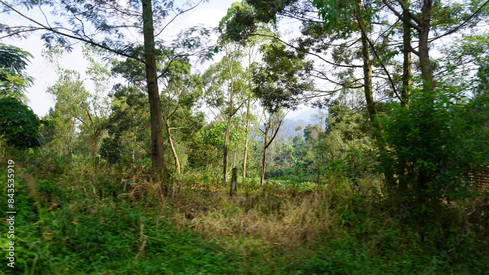 Naklejka premium The stunning view of the green trees that decorate the mountains, creates a beautiful and calm natural atmosphere