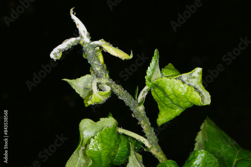 Grüne  Apfelblattlaus,  Aphis pomi