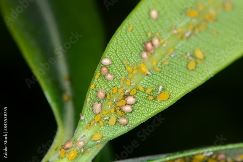 Oleanderblattlaus,  Seidenblattlaus,  Aphis nerii photo