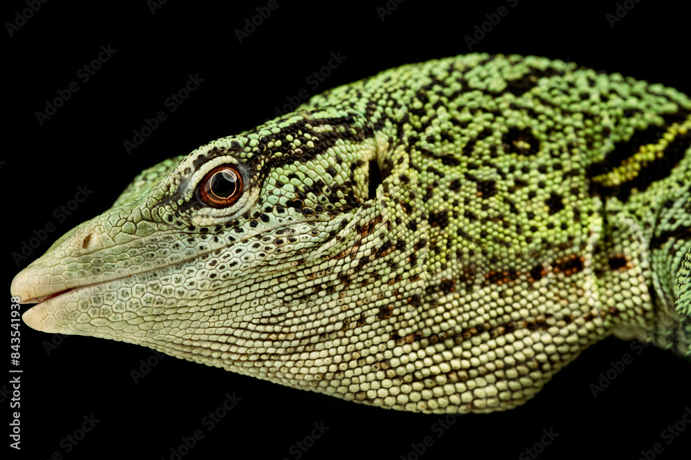 Yellow tree monitor (Varanus reisingeri) Yellow tree monitor (Varanus reisingeri)
