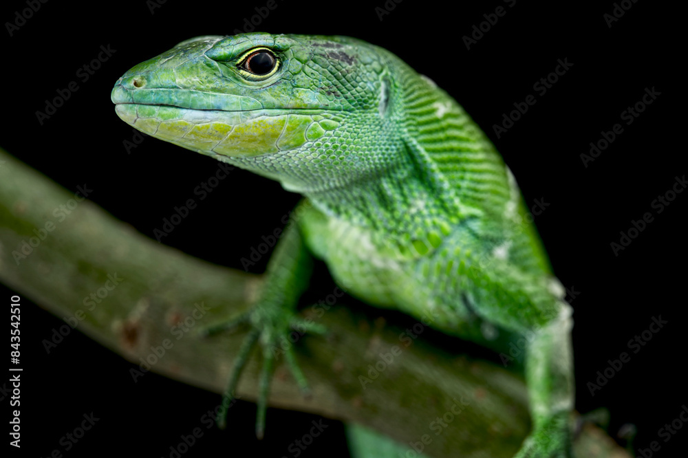 Fototapeta premium green keel- bellied lizard (Gastropholis prasina)
