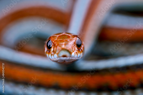 Canvas Print San Francisco garter snake (Thamnophis sirtalis tetrataenia)