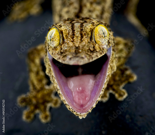 Southern leaftailed gecko (Uroplatus sameiti) photo