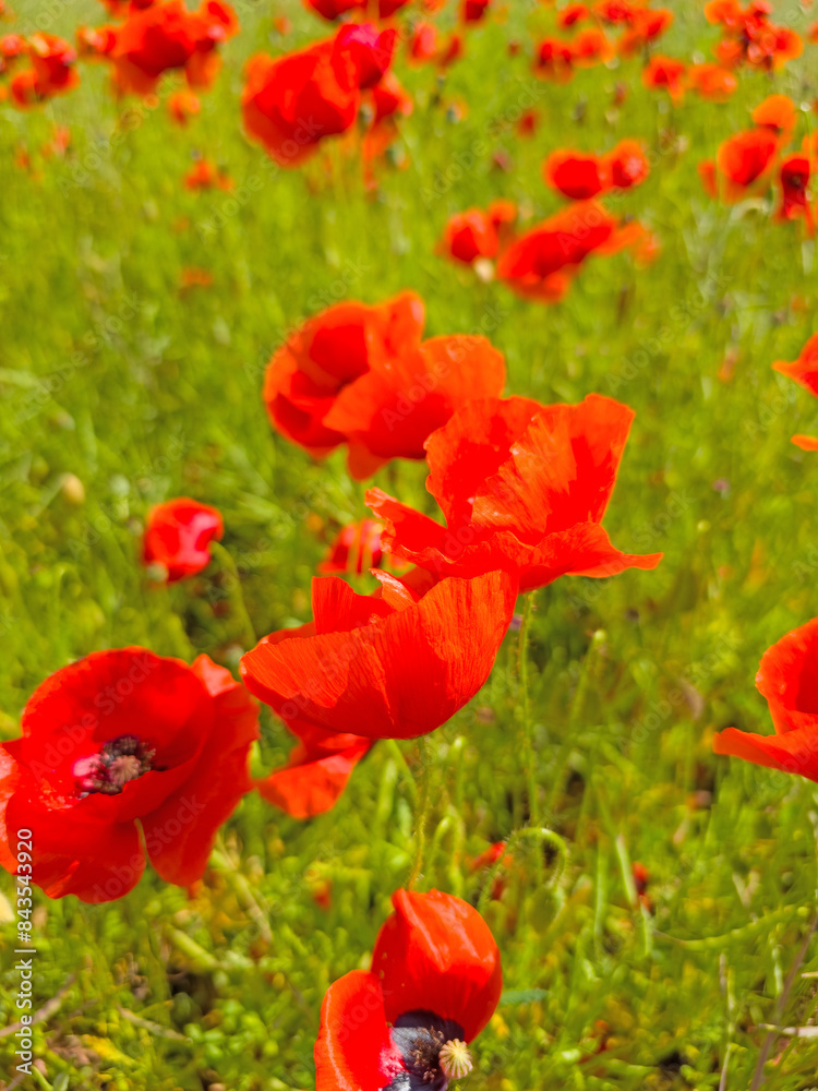 Blühender Klatschmohn in einer Nahaufnahme Blühender Klatschmohn in einer Nahaufnahme