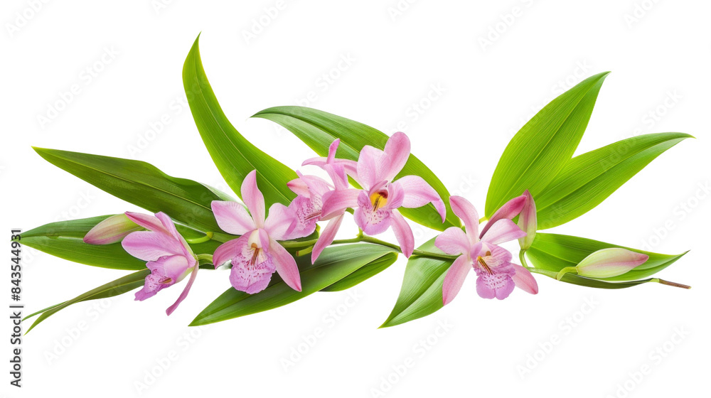 bouquet of lilies with white background.png.png bouquet of lilies with white background.png.png