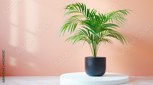 Palm tree in black vase on white table and pink wall background