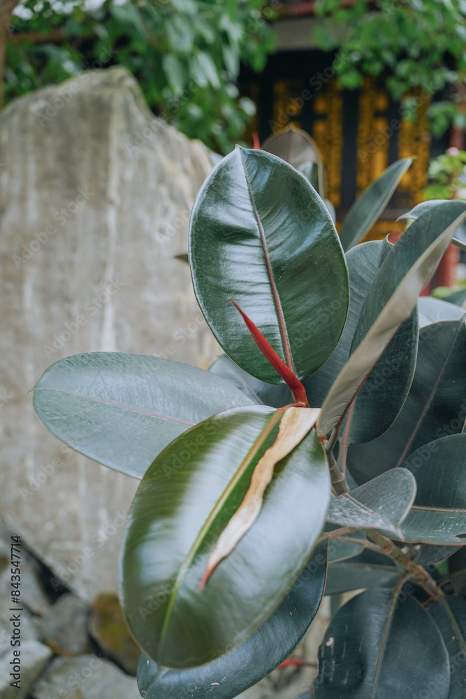 New Leaf Ficus Elastica Foliage Rubber Plant