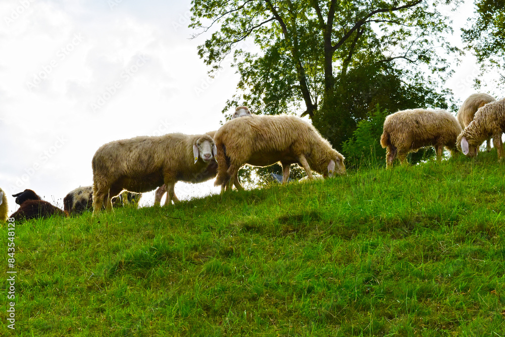 Obraz premium Schafhaltung