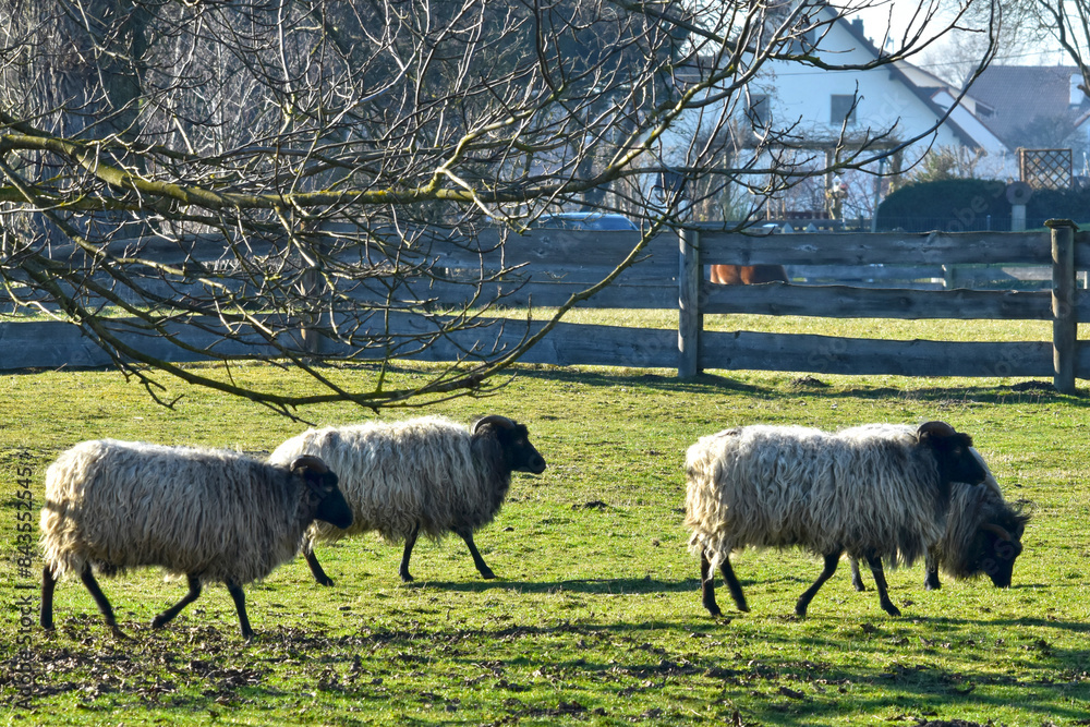 Obraz premium Schafe, Heidschnucken