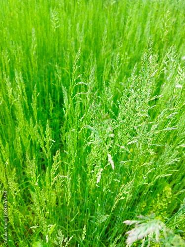 Green grass background. Texture for design