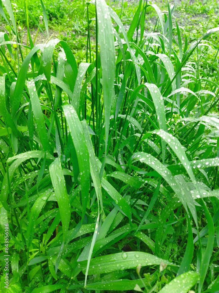 Fototapeta premium Background of green grass with dew drops