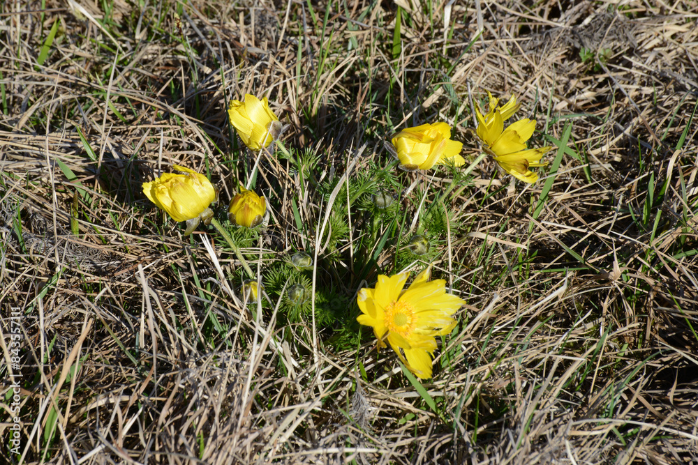 Frühlings-Adonisröschen, Frühlings-Adonis, Adonis vernalis Frühlings-Adonisröschen, Frühlings-Adonis, Adonis vernalis