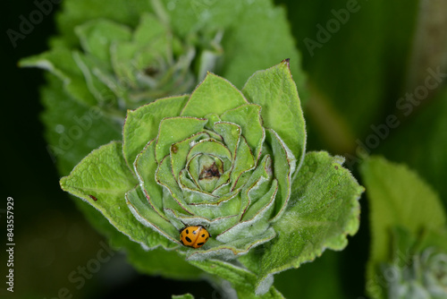 Alant,  Echter, Inula helenium,  Einzelblüte, Blütenknospe