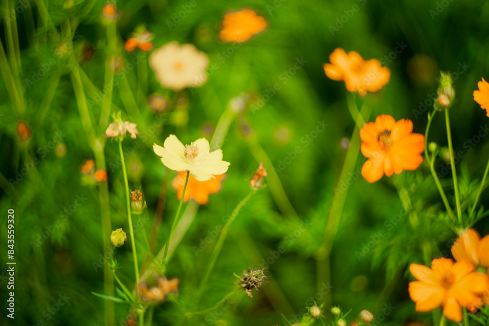 fence, yellow and red flowers are so beautiful, like a young girl. Close-up of Sulfur cosmo blooming in field, Full frame shot of Sulfur cosmo in park, inspiration and nature. Sulfur cosmo fence, yellow and red flowers are so beautiful, like a young girl. Close-up of Sulfur cosmo blooming in field, Full frame shot of Sulfur cosmo in park, inspiration and nature. Sulfur cosmo