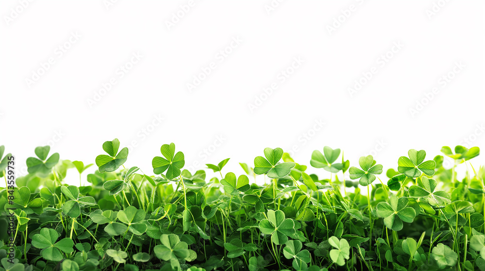 A clover field for St. Patrick's Day isolated ,space for text,on white background.