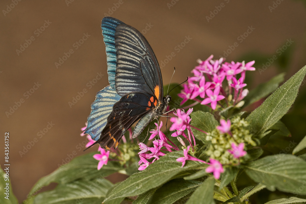 Fototapeta premium mariposa alas de pájaro (parides erithalion)