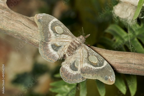 polilla de seda de columbia (hialophora columbia) 