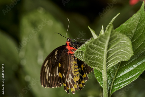 mariposa alas de pájaro (parides erithalion)  photo