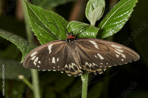 mariposa alas de pájaro (parides erithalion)  photo