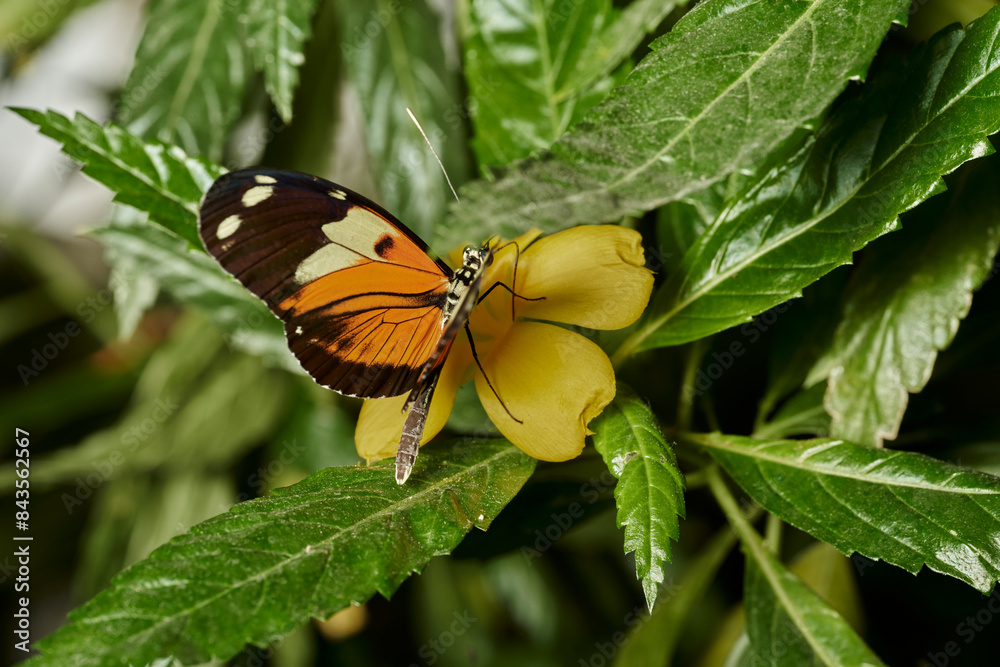 mariposa tigre de cola larga (heliconius hecale) mariposa tigre de cola larga (heliconius hecale)