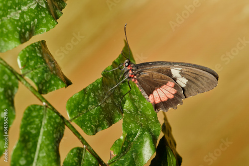 mariposa alas de pájaro (parides erithalion)	 photo