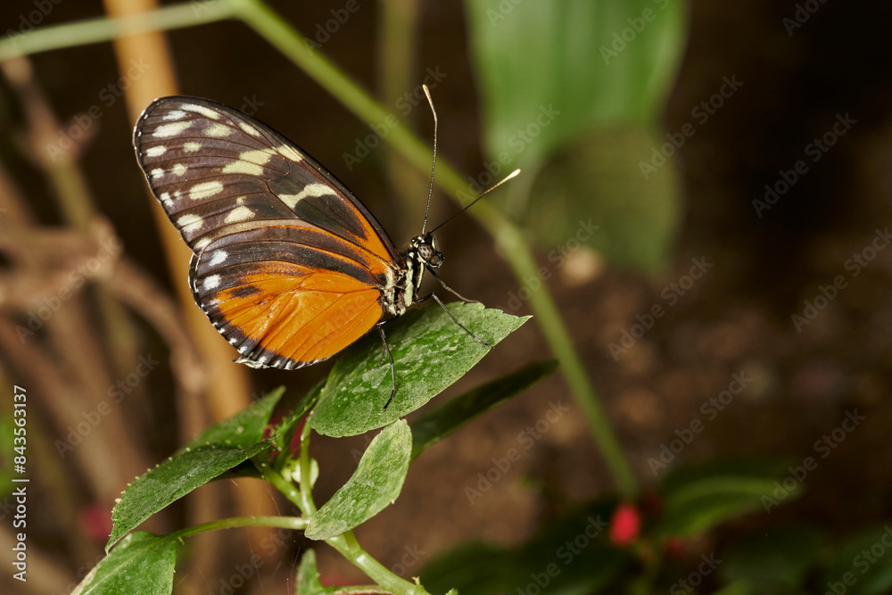 mariposa tigre de cola larga (heliconius hecale) mariposa tigre de cola larga (heliconius hecale)