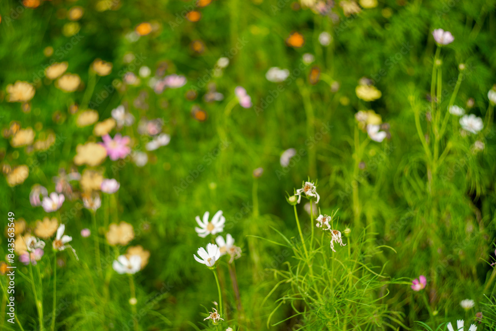 fence, yellow and red flowers are so beautiful, like a young girl. Close-up of Sulfur cosmo blooming in field, Full frame shot of Sulfur cosmo in park, inspiration and nature. Sulfur cosmo fence, yellow and red flowers are so beautiful, like a young girl. Close-up of Sulfur cosmo blooming in field, Full frame shot of Sulfur cosmo in park, inspiration and nature. Sulfur cosmo