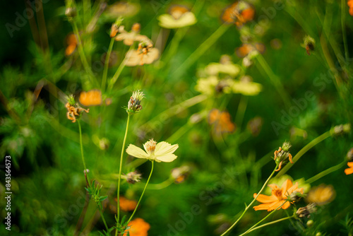 plant in the sunflower family Asteraceae, also known as sulfur cosmos and yellow cosmos.Sulfur cosmos Beautiful Delicate,
View of honey