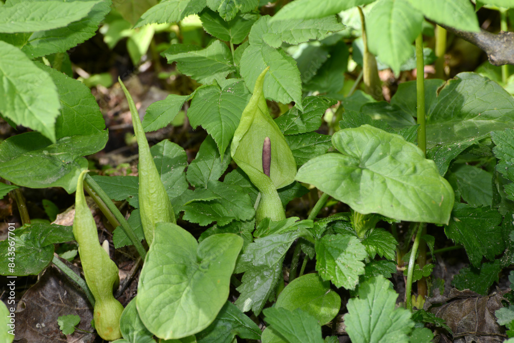 Aronstab, Gefleckter, Arum maculatum Aronstab, Gefleckter, Arum maculatum
