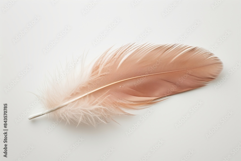 Close-up image of a single peach-colored feather with intricate details, isolated on a white background. Close-up image of a single peach-colored feather with intricate details, isolated on a white background.