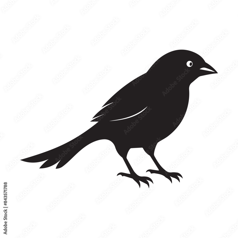 Obraz premium crow on white background