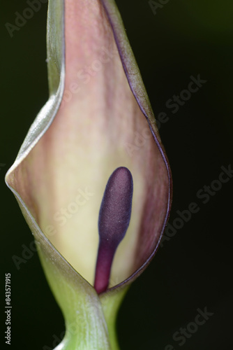 Aronstab, Gefleckter, Arum maculatum photo