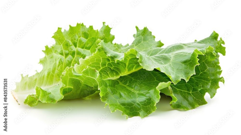 Close up of an isolated lettuce leaf on a white background Close up of an isolated lettuce leaf on a white background