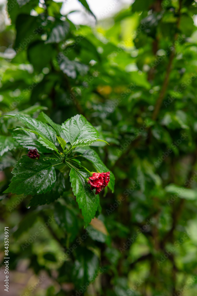 Fresh hibiscus flower buds with dew drops Fresh hibiscus flower buds with dew drops