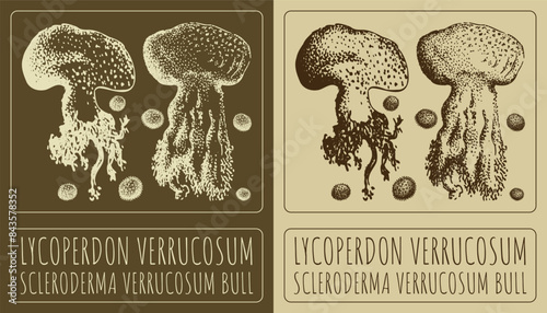 Vector drawing LYCOPERDON VERRUCOSUM. Hand drawn illustration. The Latin name is SCLERODERMA VERRUCOSUM BULL.
