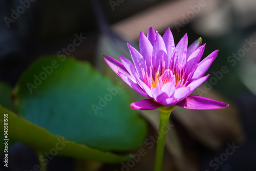 A close-up photo of a blooming purple lotus flower with blurred bokeh lotus green leaves background. Concept for Vesak Day. Empty blank copy text space.