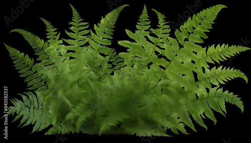 Lush Green Ferns photo