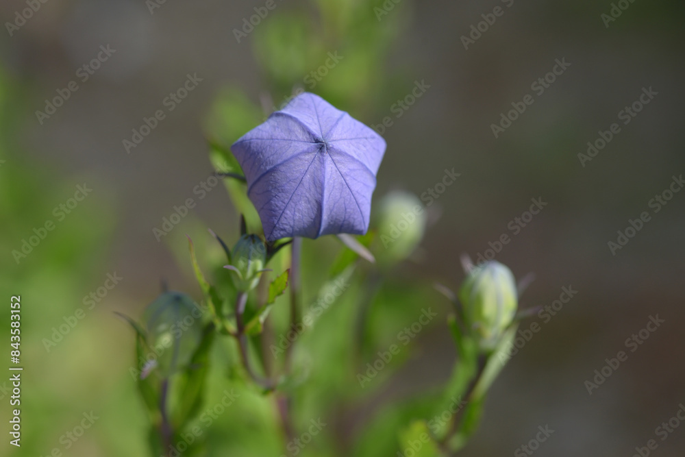 キキョウの蕾 キキョウの蕾