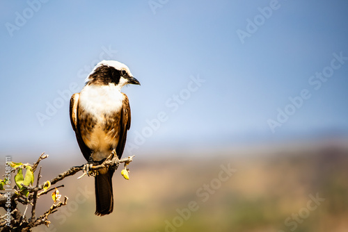 A northern white-crowned shrike perched on a twig in Tarangire National Park photo