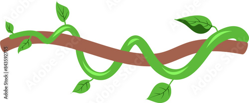 Liana vines Illustration 