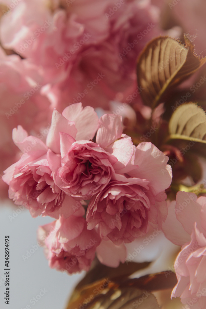 pink sakura in a garden pink sakura in a garden