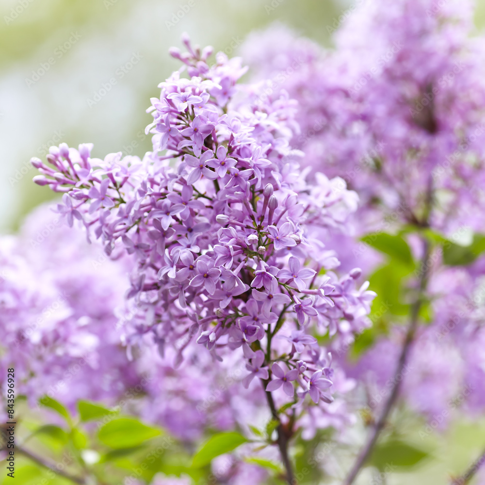 Nature background with spring flowers. Selective and soft focus. Close up.