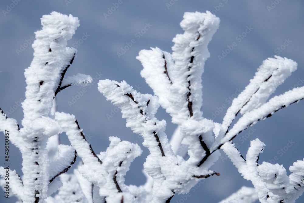 View of the hoarfrost on the twigs on the winter mountain View of the hoarfrost on the twigs on the winter mountain