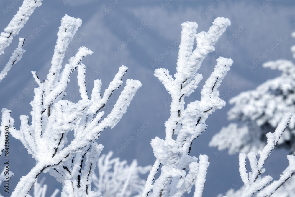 View of the hoarfrost on the twigs on the winter mountain View of the hoarfrost on the twigs on the winter mountain