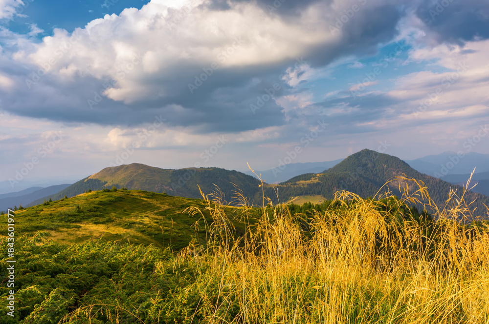 Dry grasses on the background of a mountain landscape. Picturesque evening in the autumn mountains Dry grasses on the background of a mountain landscape. Picturesque evening in the autumn mountains