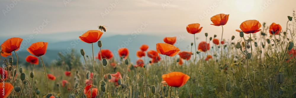 Fototapeta premium A bee flies over a field of red poppy flowers at sunset