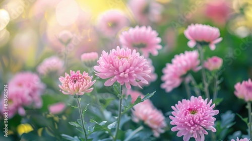 Blooms of pink chrysanthemums in the park